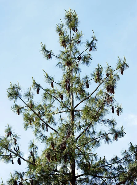 Pinus Walichiana Хвойне Дерево Великими Шишками Мальовниче — стокове фото