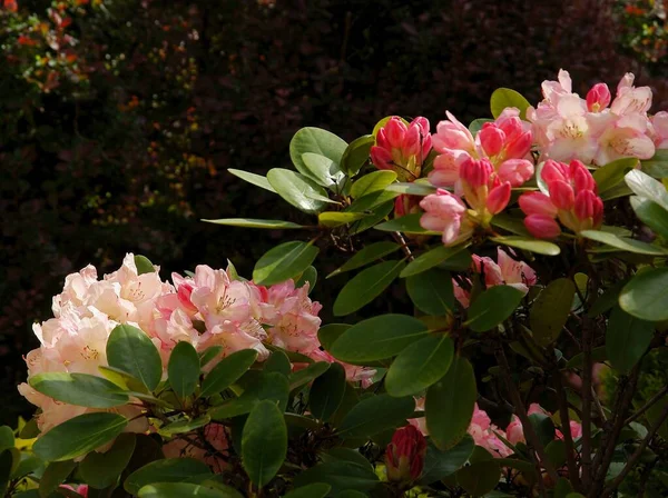 Baharda Kırmızı Pembe Rhododendron Çalıları — Stok fotoğraf