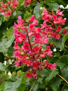 At kestanesi - Kırmızı çiçekli Aesculus carnea ağacı manzaralı