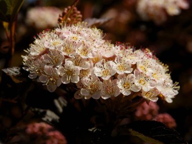 Baharda pembe çiçeklerle süslenmiş Physocarpus opulifolius