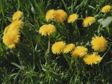 Sarı karahindiba ve tohumlar baharda çayırda 
