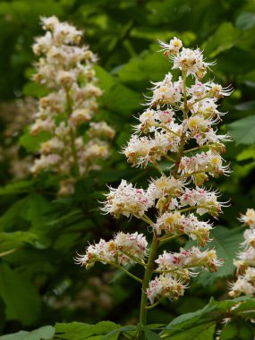 kestane ağacı - Aesculus hipokastanum ağacı, baharda yeşil yapraklar ve beyaz çiçekler