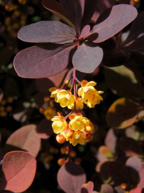 Baharda sarı çiçekli böğürtlen çalısı kapanıyor.