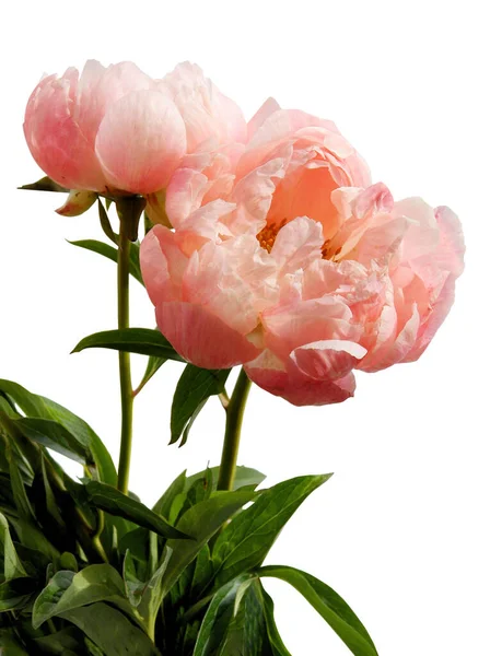 Hübsche Rosa Pfingstrosen Frühling Hautnah — Stockfoto