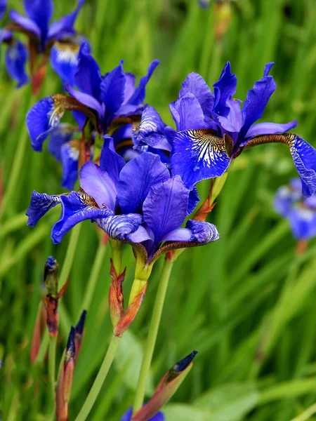 虹彩植物のきれいな紫色の花の春 — ストック写真