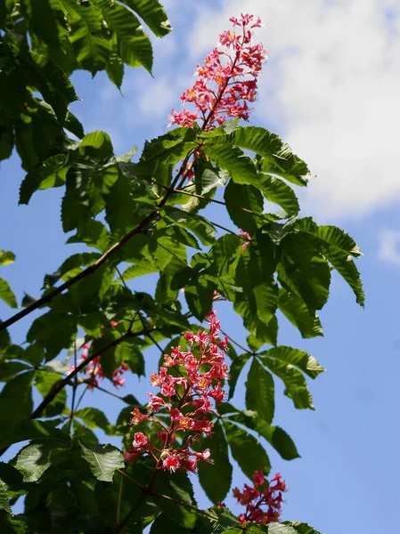 Koňský Kaštan Aesculus Carnea Strom Červenými Květy Jaře — Stock fotografie