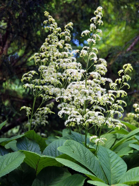 Duża Roślina Rodgersja Pinnata Kwitnąca Rodzina Saxifragaceae — Zdjęcie stockowe