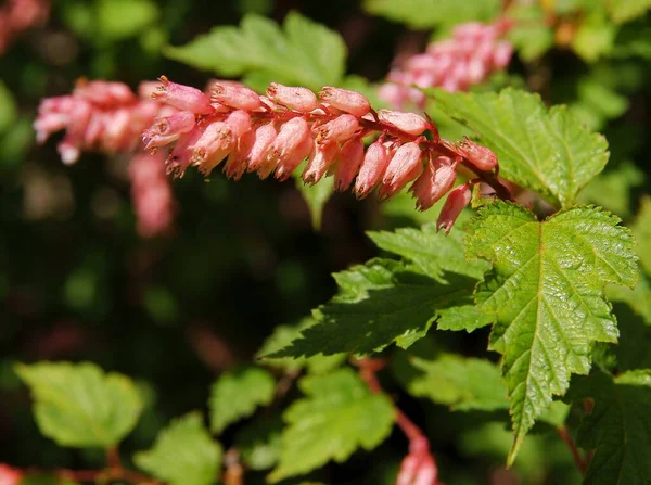 Pink Flowers Bush Neillia Ribesioides Rosaceae Family — Stock Photo, Image