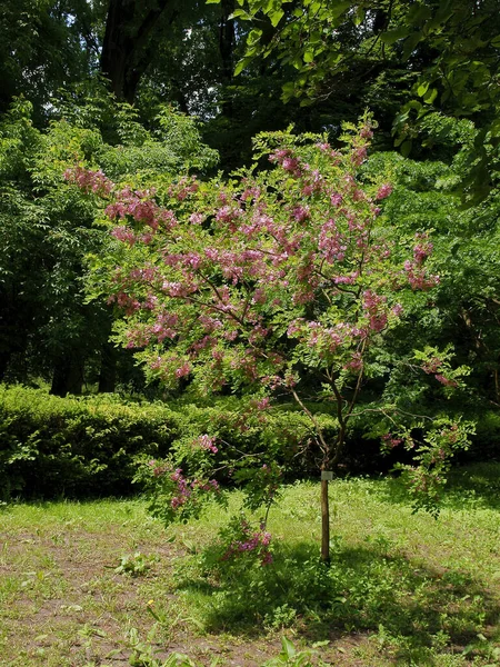 Robinia Hispida Albero Con Fiori Rosa Primavera — Foto Stock