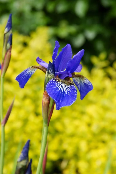 Pretty Purple Flower Iris Plant Spring — Stock Photo, Image