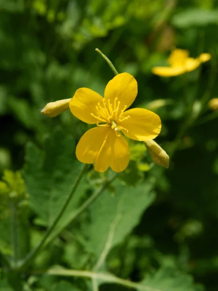 Flores Amarelas Plantas Herbáceas Celandine Chelidonium Maius — Fotografia de Stock