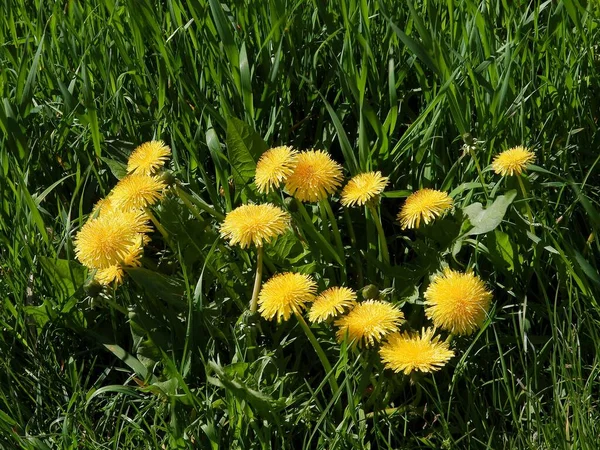 Gele Paardebloemen Zaden Het Voorjaar Weide — Stockfoto