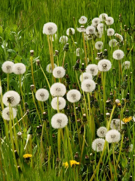 Denti Leone Gialli Semi Primavera Sul Prato — Foto Stock