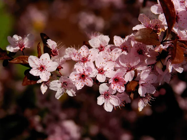 Krásné Růžové Květy Malus Purpurea Jabloně Krab Jaře — Stock fotografie