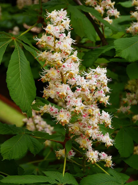 Castanheira Aesculus Hippocastanum Árvore Com Folhas Verdes Flores Brancas Primavera — Fotografia de Stock