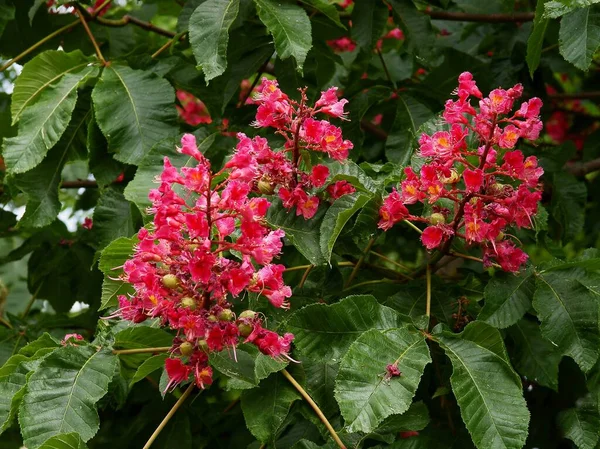 Châtaignier Aesculus Carnea Avec Des Fleurs Rouges Pittoresques — Photo