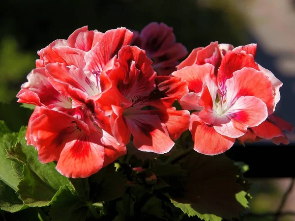 Hübsche Rote Und Rosa Blüten Der Geranien Topfpflanze — Stockfoto
