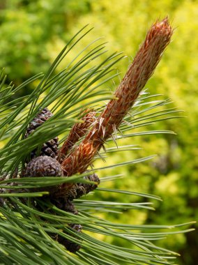 Pinus gümüşi-çam ağacı İlkbaharda büyüyen dallarıyla