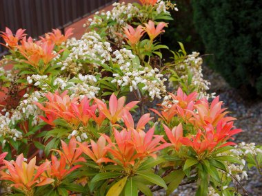 Beyaz çiçekli ve çok renkli yapraklı piercing çalısı 