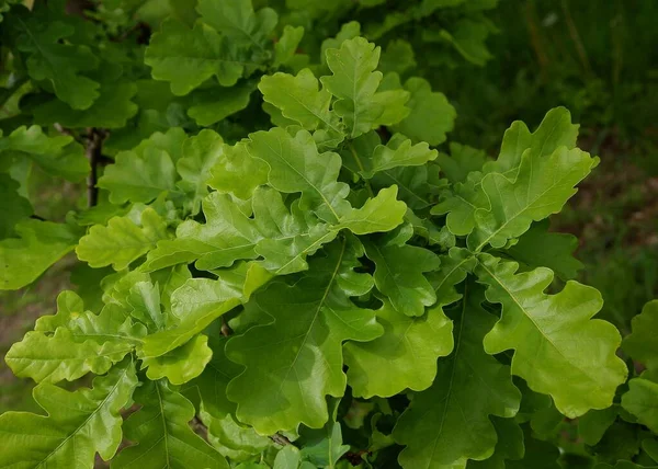 Hojas Verdes Quercus Robur Holm Roble Roble Pedunculado Pintoresco — Foto de Stock