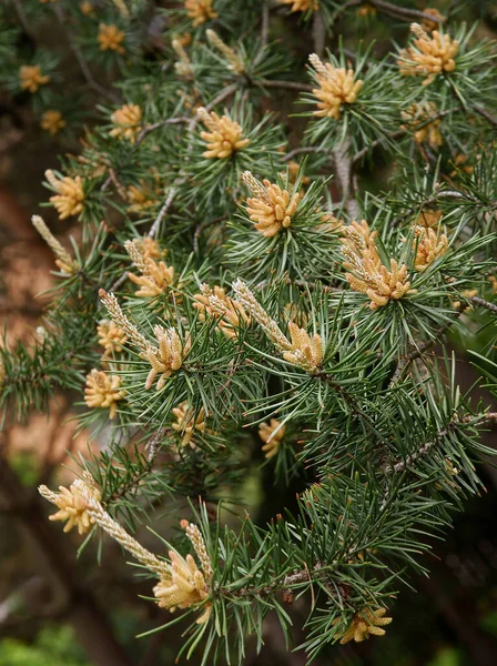 Pinus Silvestris Pinheiro Com Galhos Crescimento Primavera — Fotografia de Stock