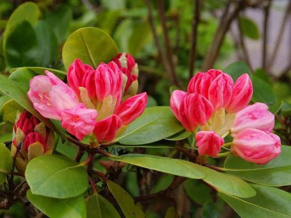 Krzew Rododendronowy Różowymi Czerwonymi Fioletowymi Kwiatami Bliska — Zdjęcie stockowe