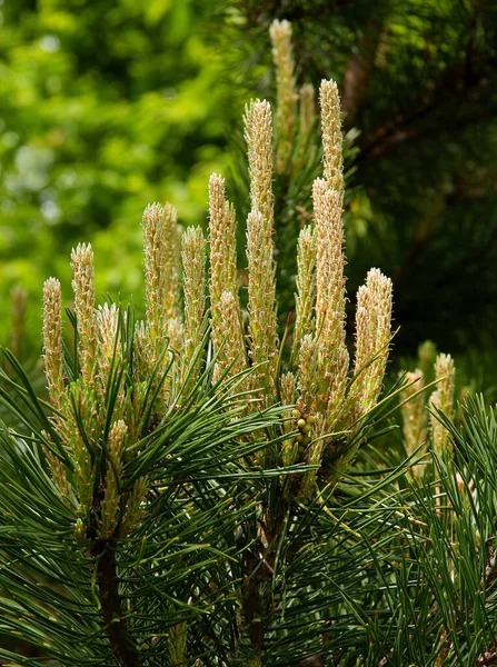 Pinus Silvestris Árvores Com Galhos Crescentes Cênica — Fotografia de Stock