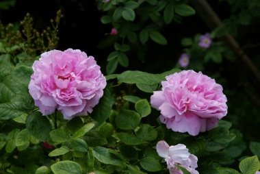 Baharda bahçede güzel pembe güller