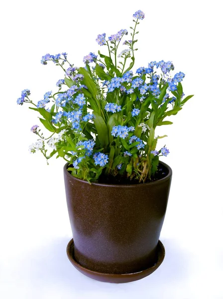 Blauwe Bloemen Van Vergeet Niet Plant Close — Stockfoto
