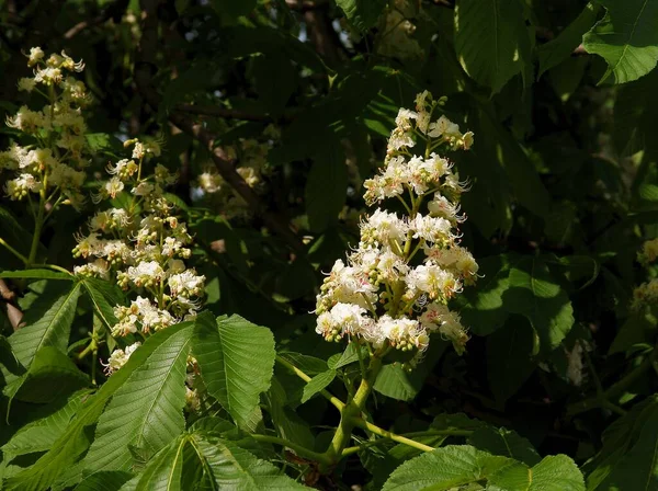 Castagno Aesculus Hippocastanum Con Foglie Verdi Fiori Bianchi Primavera — Foto Stock