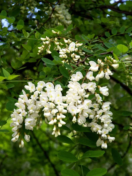 Acacia Puu Valkoisia Kukkia Keväällä — kuvapankkivalokuva