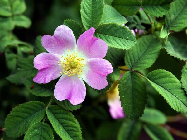 野生のバラの可憐なピンクの花 Rosa Canina — ストック写真