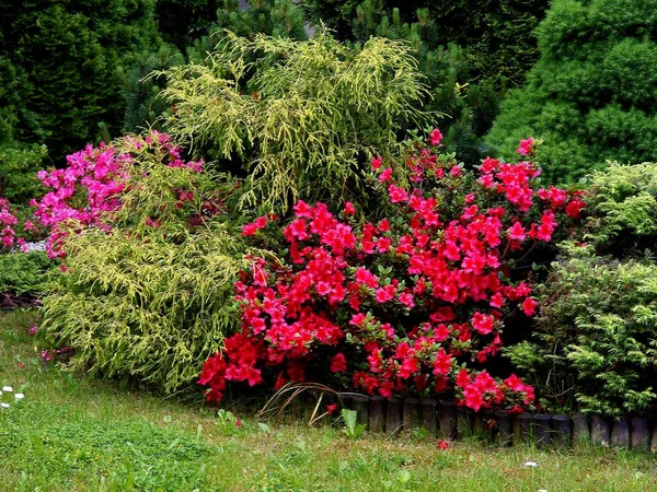 Çiçek Açan Çeşitli Bitkilerle Bahçenin Resimsel Manzarası — Stok fotoğraf