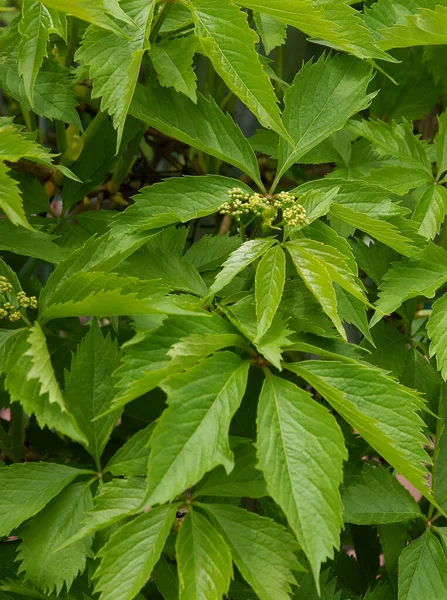 Hojas Verdes Plantas Silvestres Trepadoras Parthenocissus Quinquefolia —  Fotos de Stock