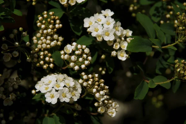 Spiraea Okrasný Keř Bílými Květy Jaře — Stock fotografie