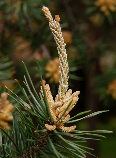 Pinheiro Pinus Silvestris Com Galhos Crescimento Primavera — Fotografia de Stock