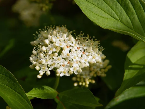 Bílé Květy Cornus Alba Ostružinový Bílý Strom Jaře — Stock fotografie
