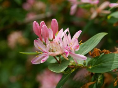Pembe çiçeklerle süslenmiş Lonicera periclymenum.