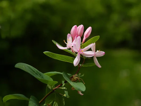 龙舌兰属植物 有粉红色花 — 图库照片