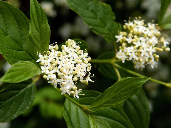 Λευκά Άνθη Του Cornus Alba Dogberry Λευκό Δέντρο Την Άνοιξη — Φωτογραφία Αρχείου