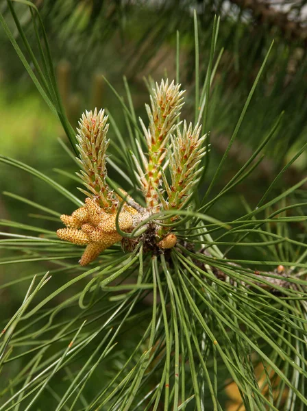 Árbol Pino Pinus Silvestris Con Ramas Crecimiento Primavera —  Fotos de Stock
