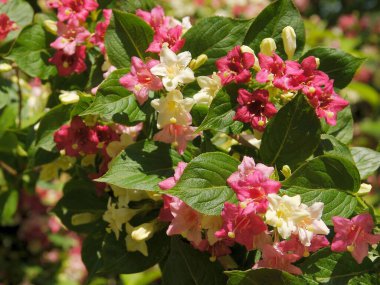 Çok renkli çiçeklerle süslü Weigela çalısı.