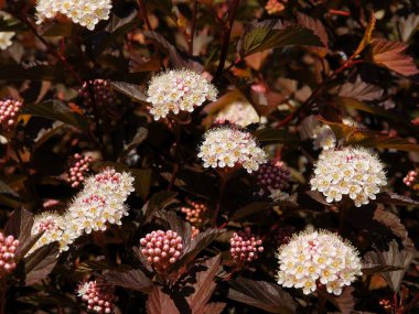 Baharda pembe çiçeklerle süslenmiş Physocarpus opulifolius