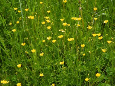 Baharda çayırda sarı çiçekli Ranunculus akrisi