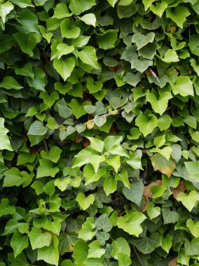 Bitki hedera sarmalına tırmanmak ve taze yapraklar yetiştirmek