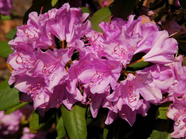 Pembe, kırmızı ve mor çiçekli rhododendron çalısı