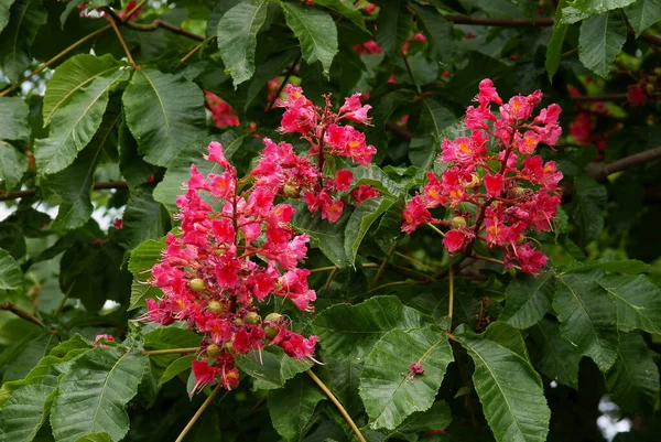 Aesculus Carnea Chestnu Caballo Con Flores Rojas Primavera —  Fotos de Stock