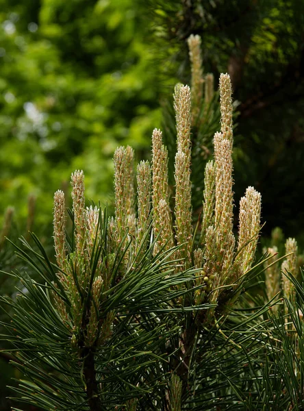 Pinèce Pinus Silvestris Avec Des Rameaux Croissance Printemps — Photo