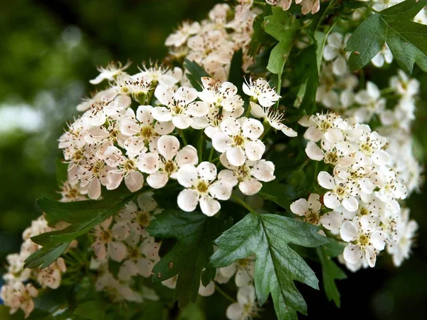 Lkbaharda Crataegus Beyaz Çiçekleri — Stok fotoğraf