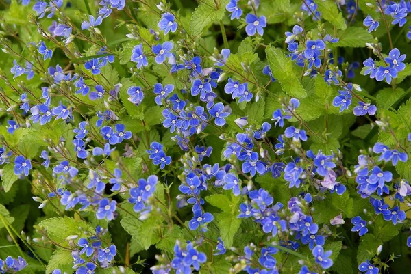 Vadon Élő Növények Kék Virágai Veronica Chamaedrys Réten — Stock Fotó